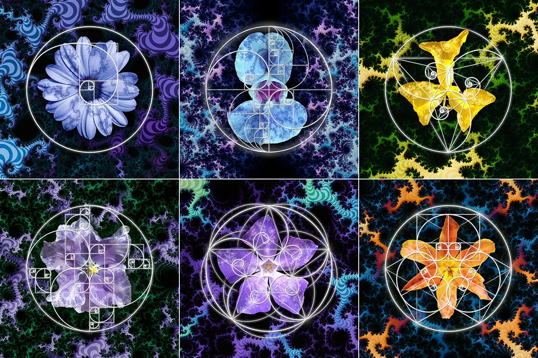 Fibonacci Fractal Flowers - Art by Tim Waters